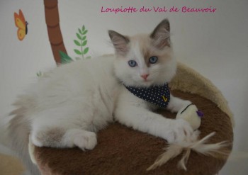 femelle blue bicolour - Chatterie Ragdolls du Val de Beauvoir